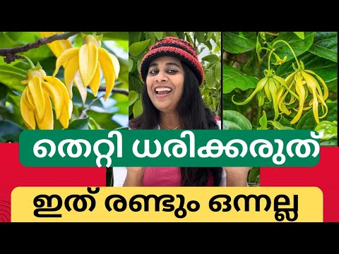 തെറ്റിദ്ധരിക്കരുത്  ലാങ്കി ലങ്കിയും മനോരെഞ്ചിത്തവും ഒന്നല്ല / Ylang ylang vs Manorenjitham