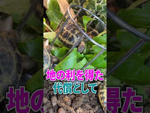 友人からもらった大量の草をリクガメに与えてみた