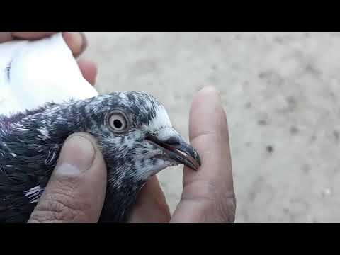 High flyer pigeons collection P4