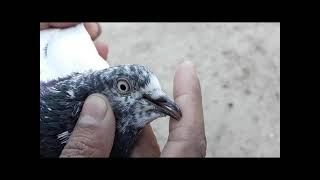 High flyer pigeons collection P4