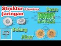 Plant Structure and Function Concepts