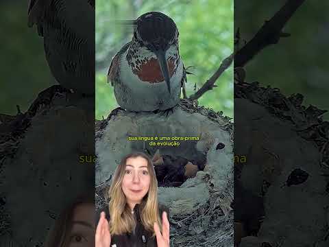O metabolismo insano que faz o beija-flor viver no limite!