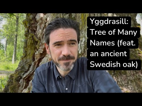 Yggdrasill: Tree of Many Names (feat. an ancient Swedish oak)