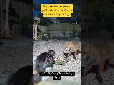 إذا سكت عن حقك، يقوى باطل غيرك،#shortvideo #subscribe #shortsfeed #shorts