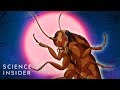 American Cockroach Facts and Trivia