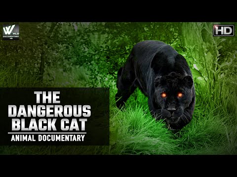 द रियल ब्लैक पैंथर | The Dangerous Black Cat | The Real Black Panther | The Black Leopard