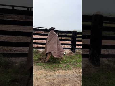 ensinando mula a aceitar capa de chuva