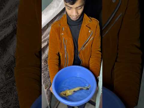 MONSTER FISH 🐟 GIR GAI || #monsterfish #monsteraquarium #petsvlog #aquariumpets #petfishlover