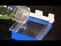 Gel Electrophoresis Techniques