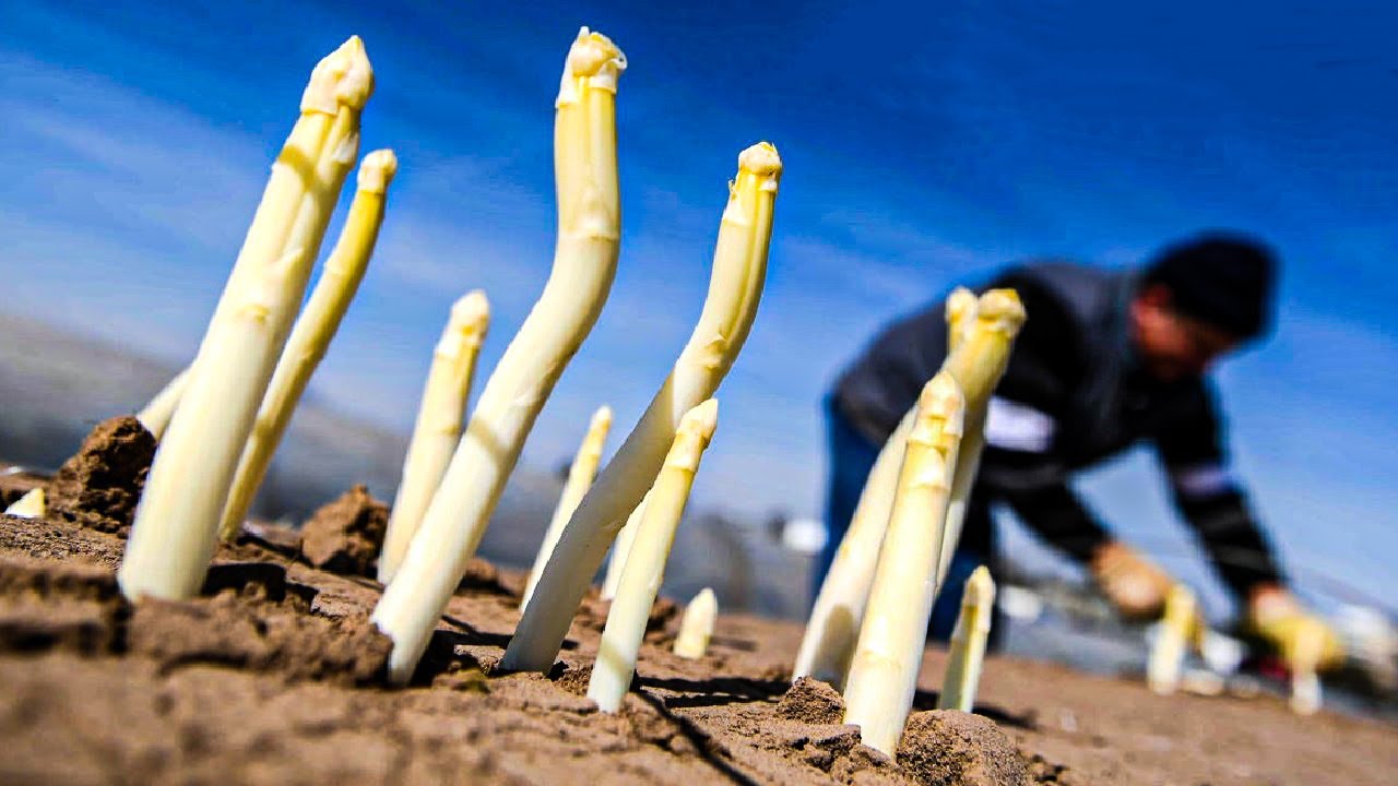 How Farmers Produce Millions of Asparagus and Harvesting – Asparagus Farming Technology