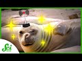 Technology in Animal Research