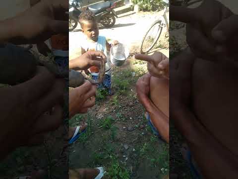 quase morro de rir o bebin se lascou kkkk #humor