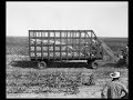 Texas Cotton Industry Insights