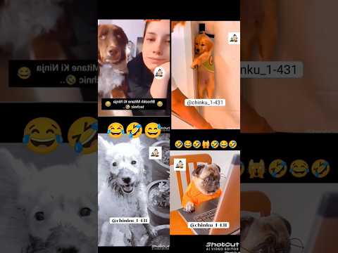 CUTE animals funny trending viral videos#cuteanimalsfunnyvideos#funnycomedyshort🤣#trendingshorts#dog