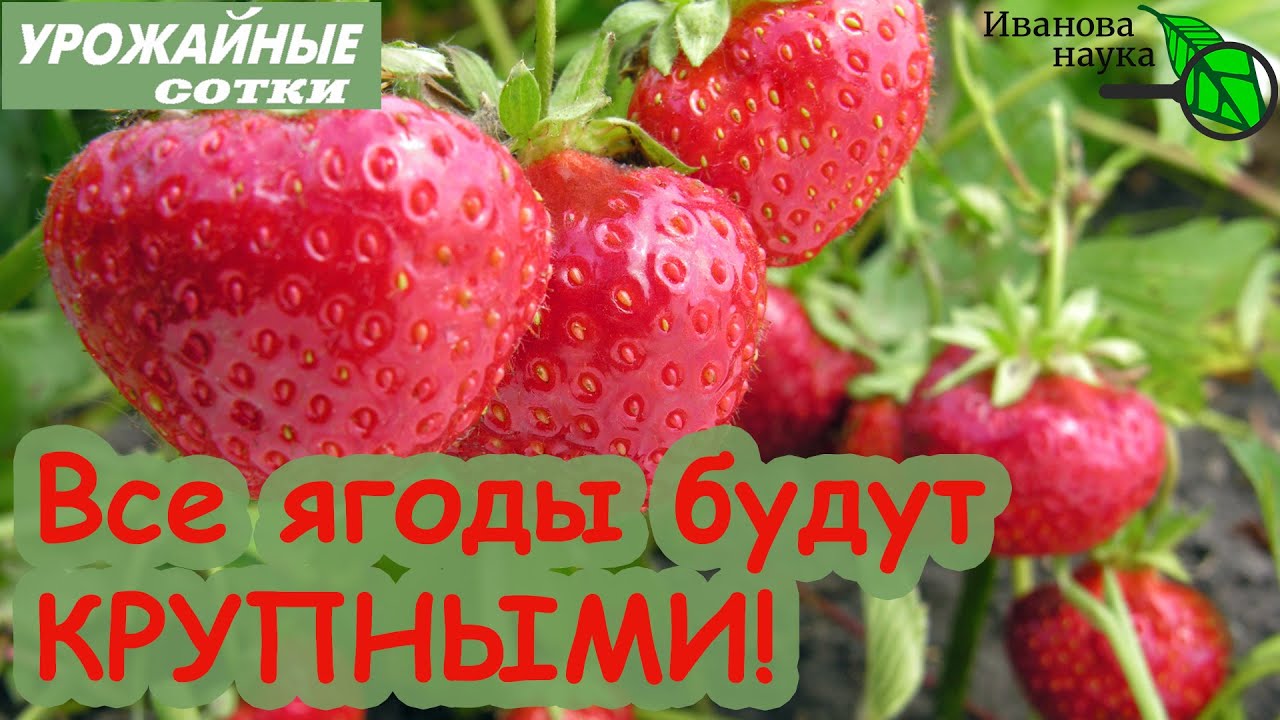 Все ягоды будут крупные и без борной кислоты! Привычные ингредиенты для суперурожая!