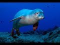 Hawaiian Monk Seals Knowledge Assessment