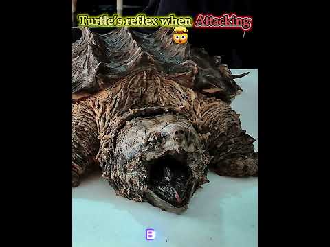 Turtle’s Reflex Vs This 🐢😳#shorts #phonk #reflexes #turtle #cat #catreflexes #foryou #trolledit #fyp