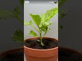 Understanding the Video Tutorial