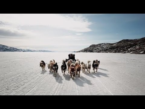Twin Dog Sledding Mushers In Greenland