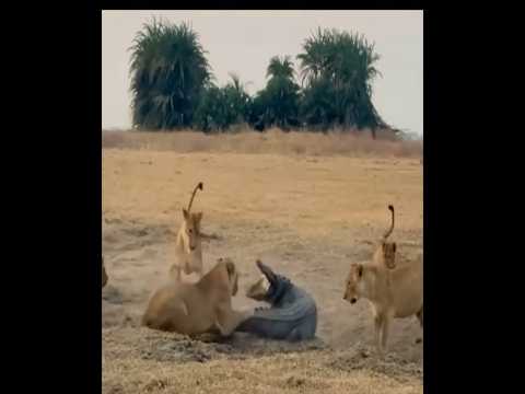 The crocodile is located among a group of lions #animals #lion #Crocodile