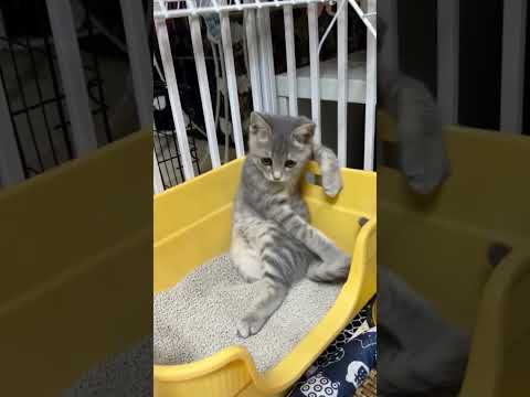 cat sitting style on litter 🤣😅😀 #cat #reaction #fun #animals #shaababies #catvideos #comedy #shorts