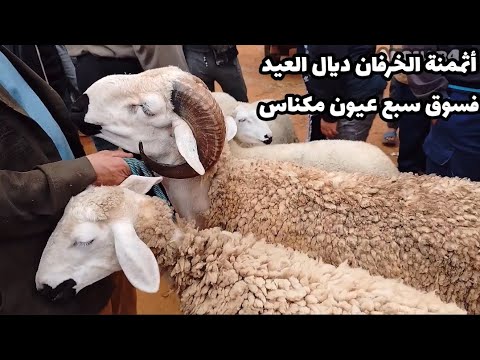 أثمنة الحولي العيد فسوق سبع عيون واد الجديدة مكناس 12/5/2024 ، الخير موجود تبارك الله