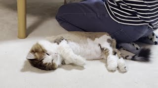 クタクタの猫の縫いぐるみの一日に密着してみました