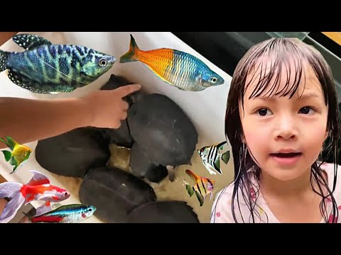 Borong Kura-kura Asli & Ikan Hias Kecil Sepat Brazil, Manfish, Guppy, Komet Bokim & Terta Warna