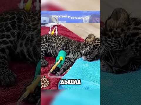 Рысь СИРОТА! #животные #история