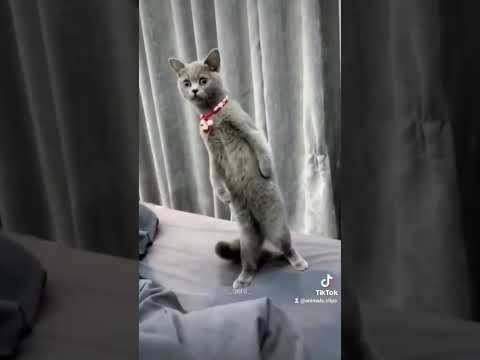 amazing cat videos