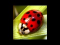 Nature and Emotions in Observations