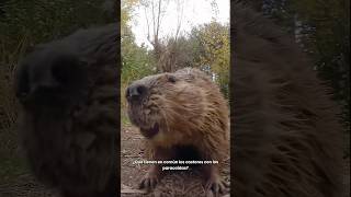 CASTORES y PARACAIDAS