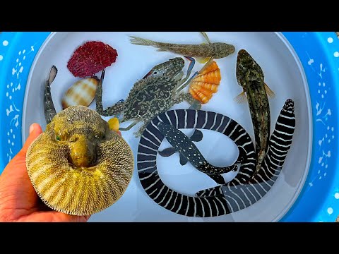 Tangkap ikan buntal dan kelomang, siput, keong, belut, kepiting, ikan laut, ikan hias, ikan kerapu