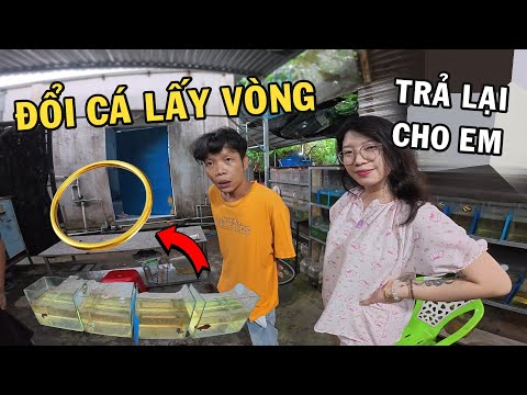 Anh Nhí Betta đổi cập cá VIP lấy Chiếc Vòng Vàng và cái kết cười té ghế
