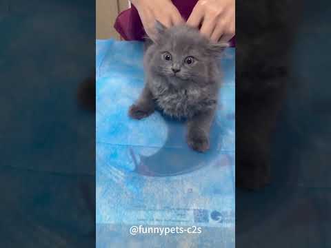 Cats are afraid of vaccinations and the last one breaks my heart #cats #funnycats #fyp #foryou #pet