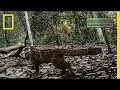 Marbled Cat and Its Habitat