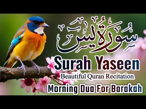 Surah Yasin (Yaseen) || سورہ یس 36 || Surah Yasin Full 7th Time || Morning Dua For Barakah || EP-031