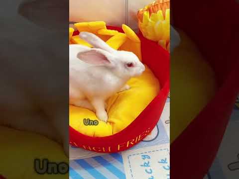 ¿Compra un conejo y llévese otro gratis ¡La oferta divertida! #animales #shorts