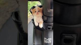 Cute kitten rides 😍 #cat #catlover #kitten #kucinglucu  #kucing