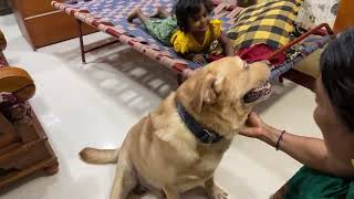 Little John The Labrador is live playing with baby girl