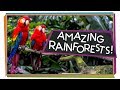 Exploring Rainforests