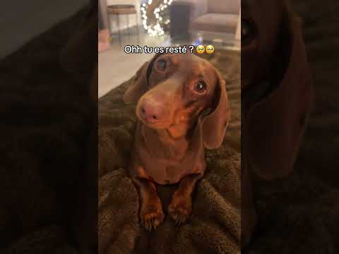 Vous me trouvez belle ? ๐ฅฐ #dachshund #puppy #dog #sausagedog #funny #pets