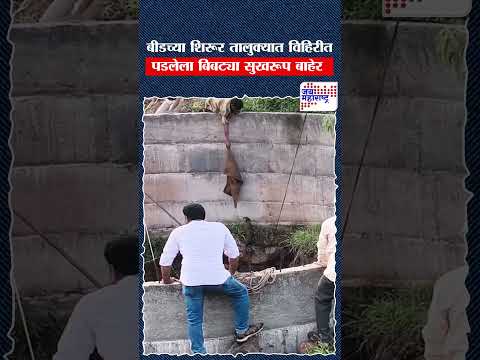 Beed | बीडच्या शिरूर तालुक्यात विहिरीत पडलेल्या बिबट्याला सुखरूप काढले बाहेर  |  Marathi news