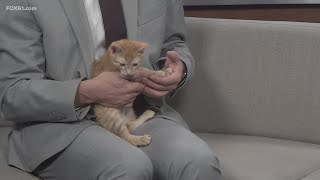 Pet on the Set | Lionell the Kitten
