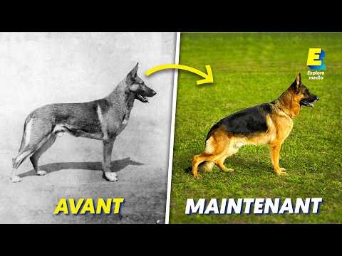 Pourquoi les chiens de race vont disparaître ?