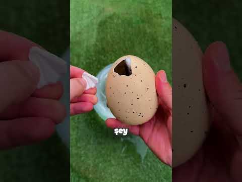 Bu Adam Köpekbalığı Yumurtasını Açtı 😳🦈