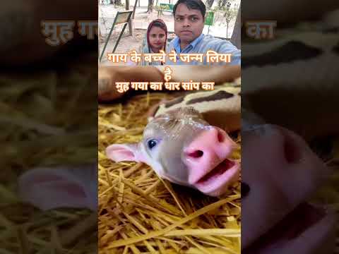 #shortsviral #tarndeng #song