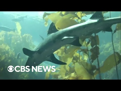 YouTube video thumbnail: Scientists are Trying to Change People's Minds About Sharks