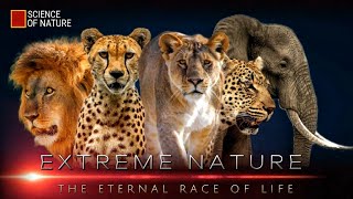 The Fight for Survival of the African Animals | Extreme Nature