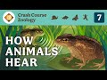 Understanding Animal Hearing